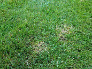 What's Causing Brown Spots in My Lawn? - Fit Turf